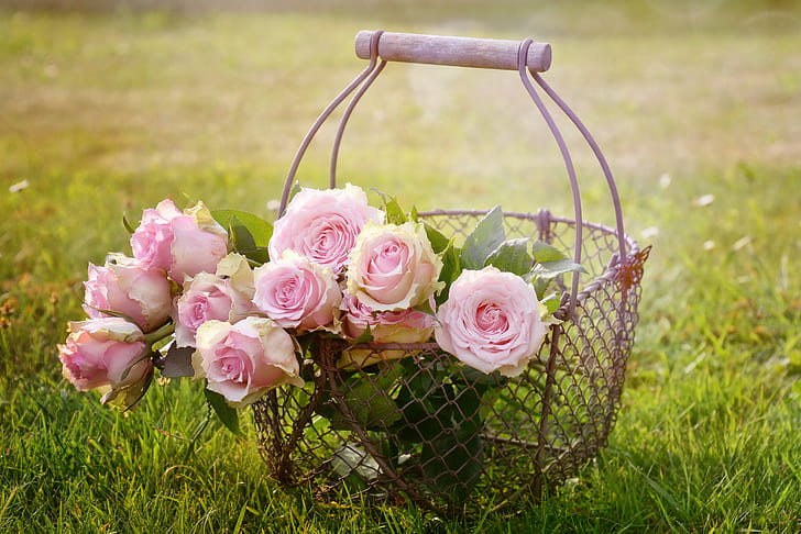 gray metal flower basket with pink rose flowers taken during daytime