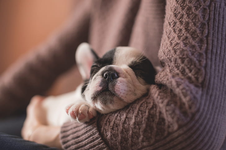 person wearing pink sweater white and black French bulldog puppy sleeping on his shoulder