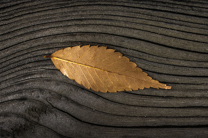 A fall leaf on a wood background
