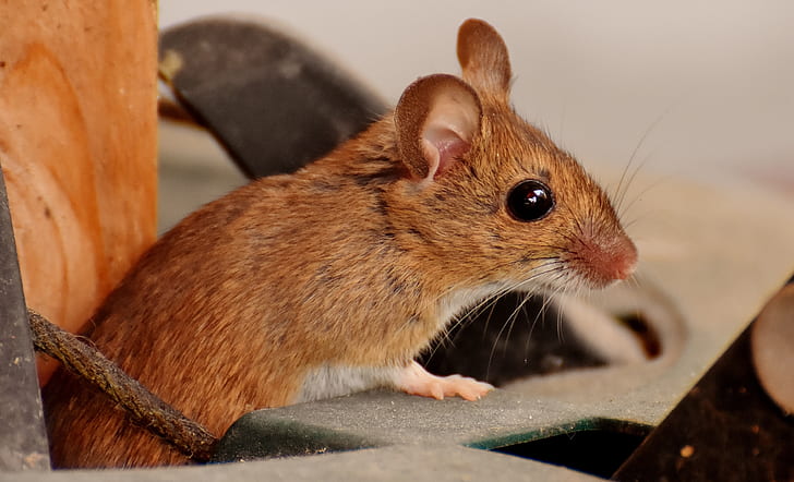 brown mouse in closeup photo