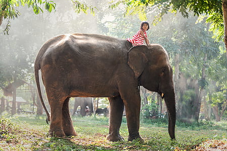 toddler girl wearing red and white striped sleeveless dress rides on elephant