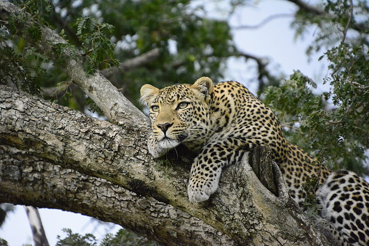 black and yellow leopard on tree