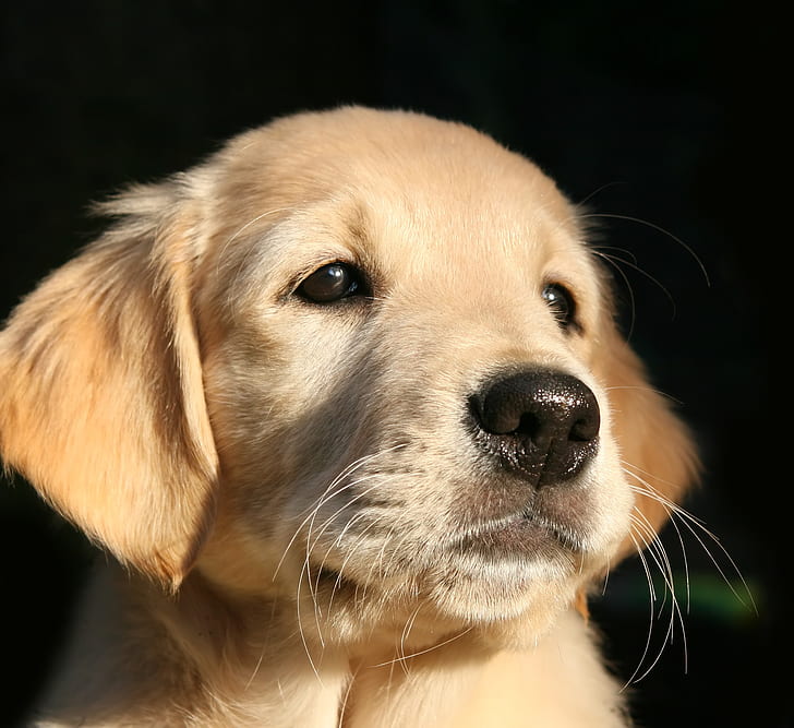 light golden retriever puppy
