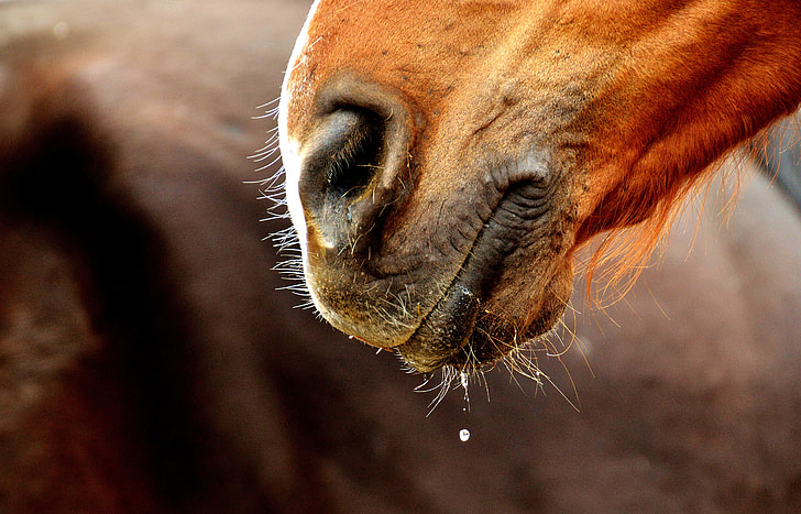horse's mouth