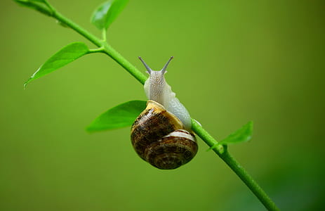 close up photograph of shell on green plant