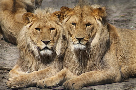 close up photography of two brown lions