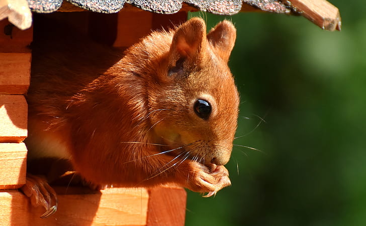 squirrel on brown wooden frame