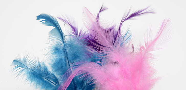 photograph of pink, purple, and blue feather