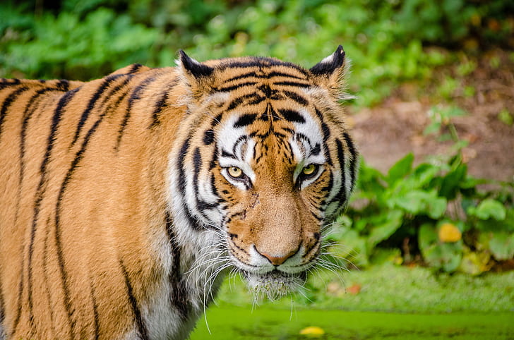 wildlife photography of orange and white tiger