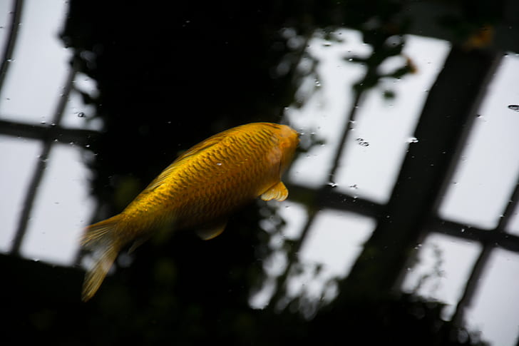 yellow fish in body of water