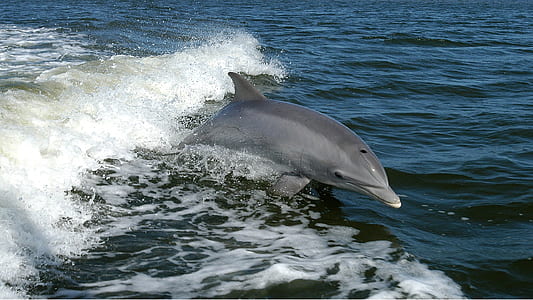 gray dolphin jumping on water