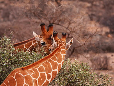 photo of two giraffes near green leaf tree