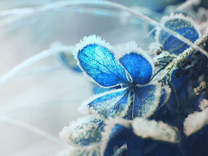 blue hydrangea with snow in close up photography