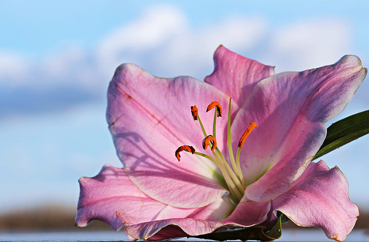 closeup photography of pink stargazer lily