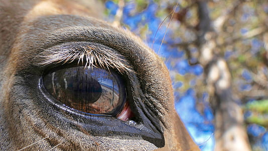 close-up photography of brown animal's eye during daytime