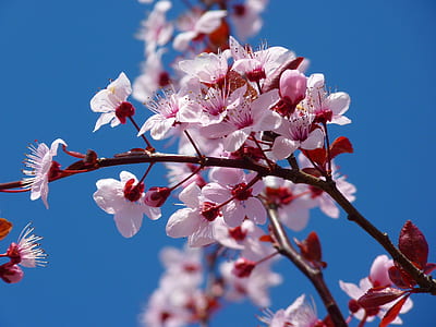 macro shot of blossom flowers