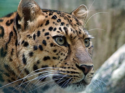 close up photography of leopards digital wallpaper