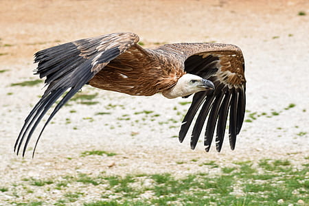 flying bald eagle