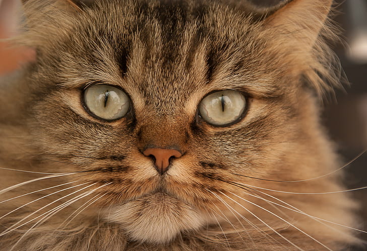 closeup photo of gray tabby kitten
