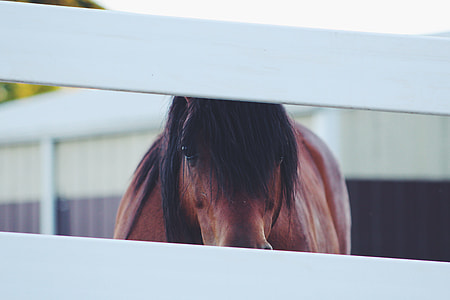 brown horse in cage during daytime photo