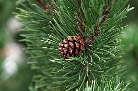 brown pine cone closeup photography