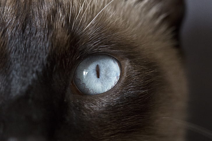 closeup photo of short-fur gray cat eye