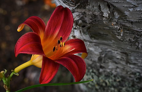 selective focus photography of red lily flower