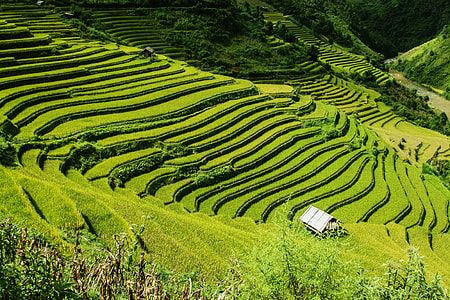 photo of rice terraces