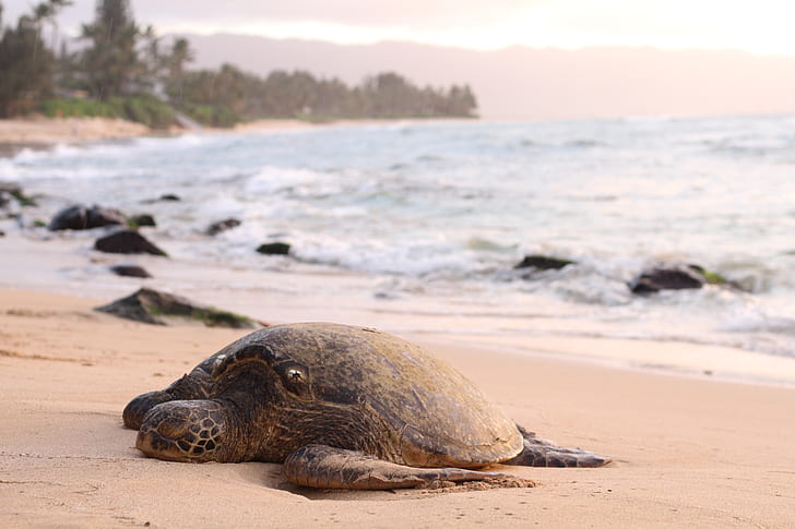 sea turtle nesting on brown sand