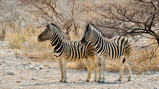 selective focus photography of two zebras on forest