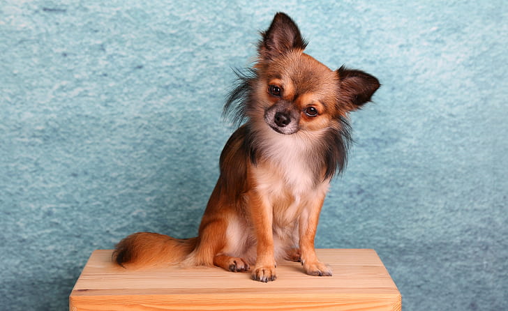 adult long-haired sable Chihuahua