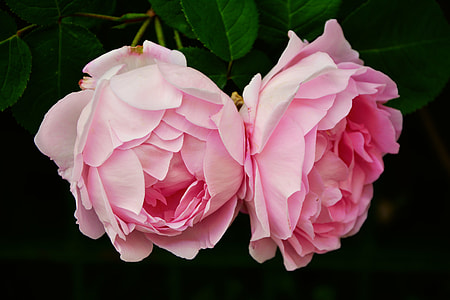 two pink roses closeup photography