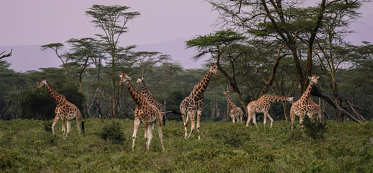 group of giraffe during daytime