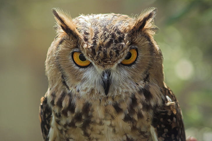brown owl closeup photography