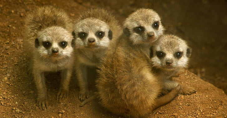 four brown meerkats