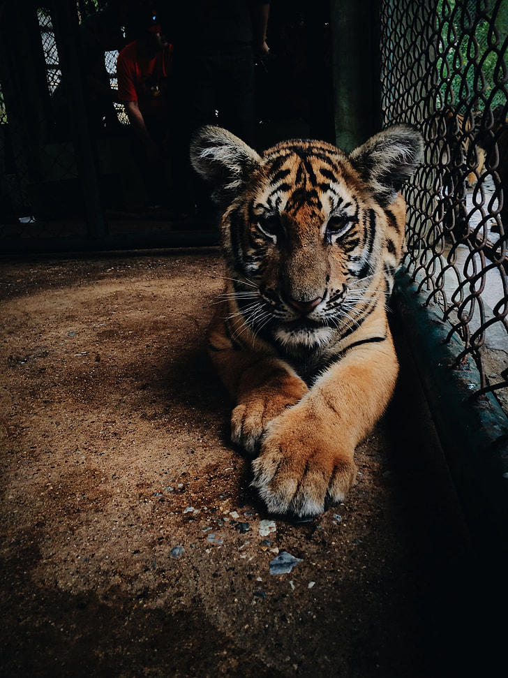 photo of tiger cub