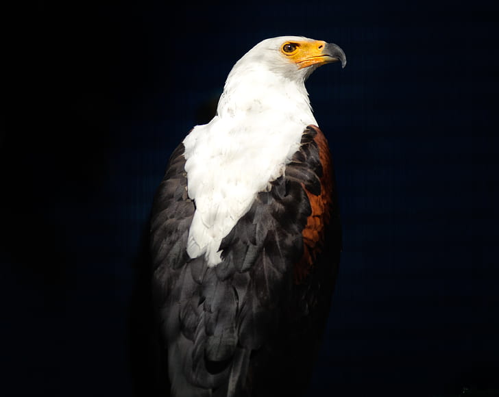 eagle facing right side