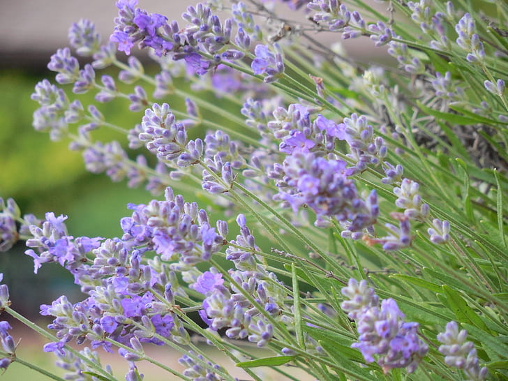 macro photography of lavender plants