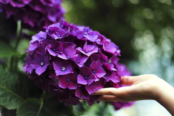 purple cluster-petaled flowers