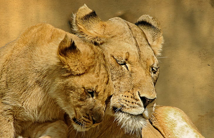two brown lioness