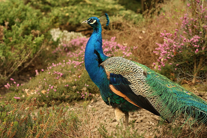 blue and green peacock on grass beside pink flowers