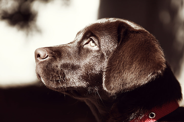 closeup photography of chocolate Labrador Retriever puppy