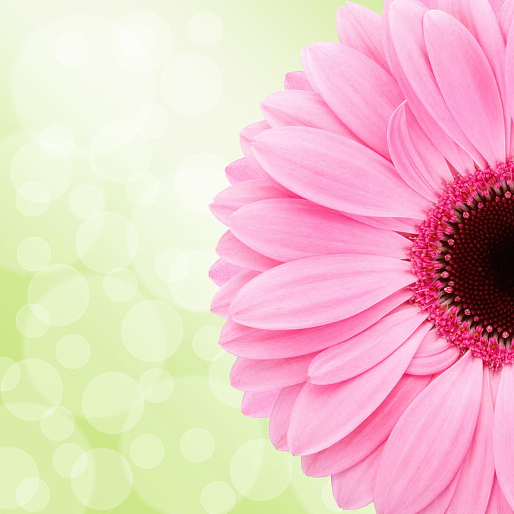 pink Gerbera daisy in bloom at daytime