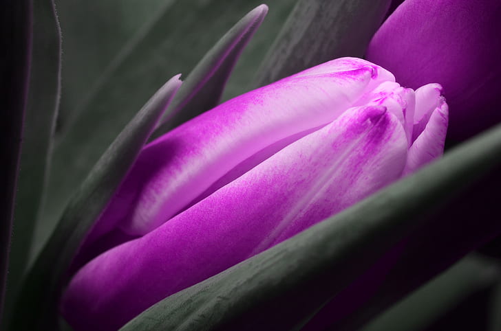purple Tulips flower