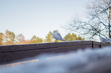 White and Gray Bird on Brown Wooden Handrail
