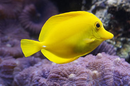 yellow fish