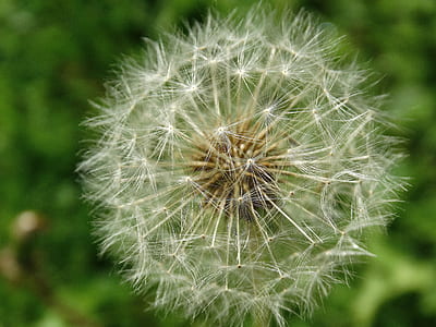 white dandelion in closeup photography during daytime