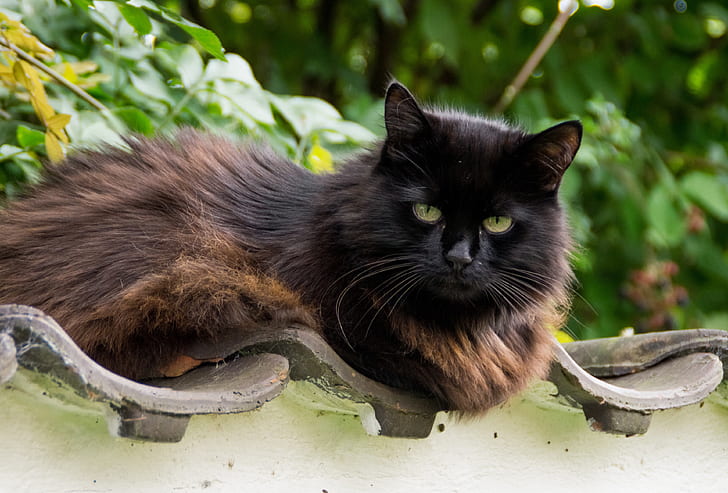 long-coated black and brown cat