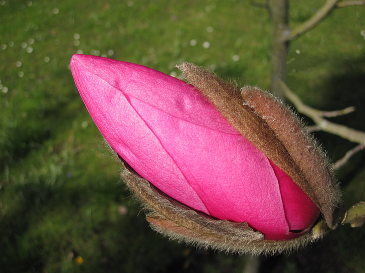pink Magnolia flower bud at daytime