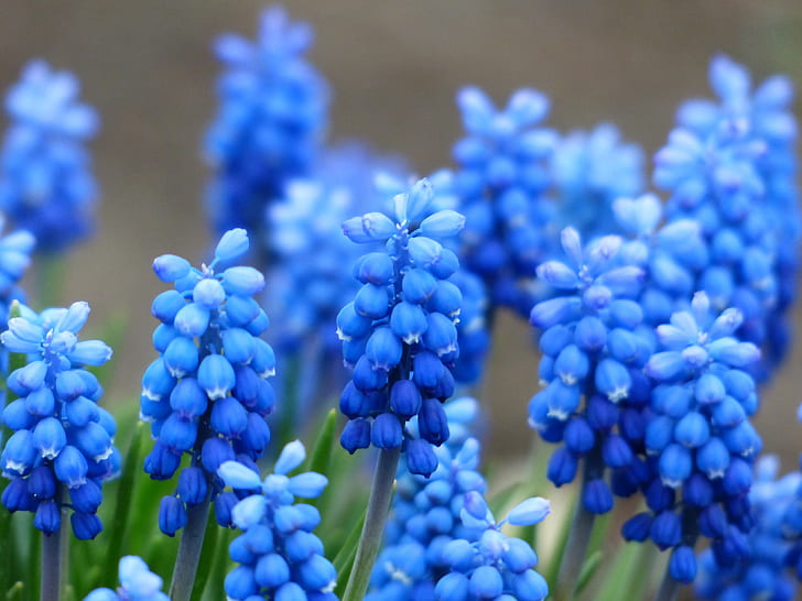 blue grape hyacinth flowers in bloom at daytime